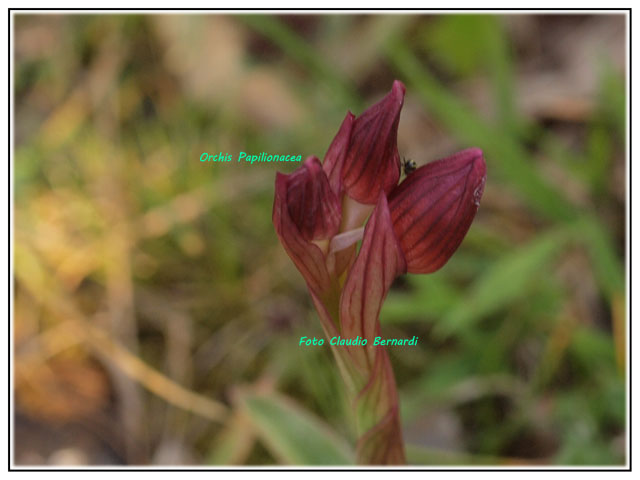 un p di orchidee dal Materano